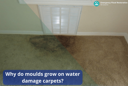 Why-do-moulds-grow-on-water-damage-carpets